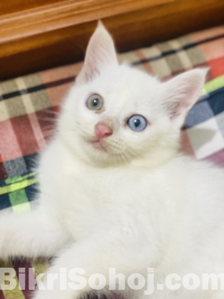 High Quality Mixed breed (Odd eyes)